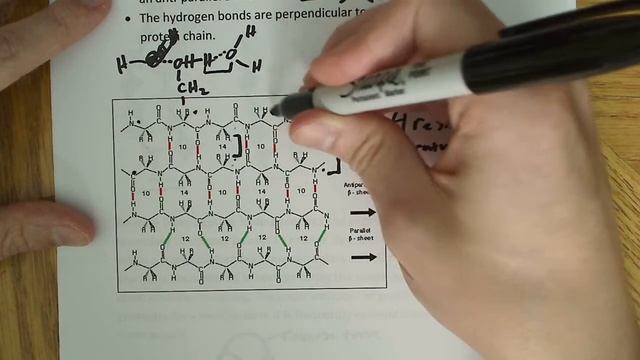 Secondary structure of proteins Beta Sheet смотреть онлайн