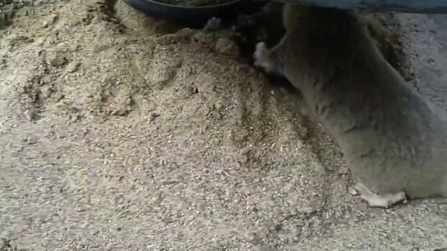 Крот крупным планом смотреть онлайн
