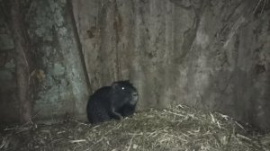 НОЧНАЯ ОХОТА на НУТРИКА. 26.10.24