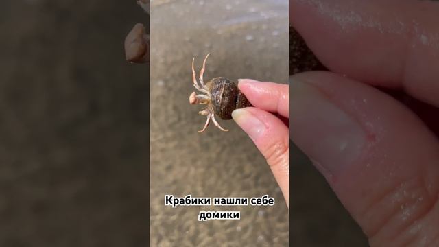 Два крабика нашли себе по ракушке #india #shortvideo #море #travel #beach #goa #крабы #морепродукты