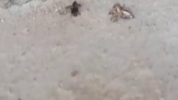 паук кусает муху