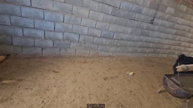 A Challenge For The Peren Family.  Thamworth Returns Home Sicker Than Before #vlog