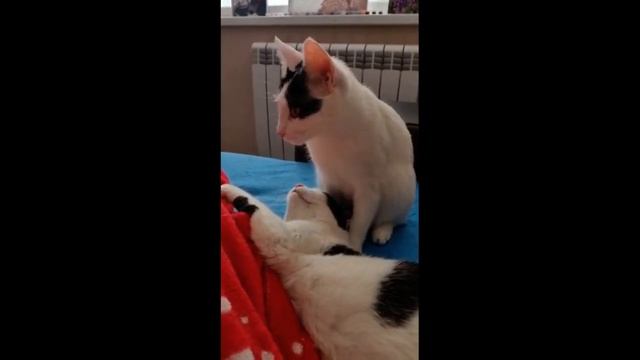 — Кошка впала в депрессию, посоветуйте специалиста.— Сойдёт любой кот… смотреть онлайн