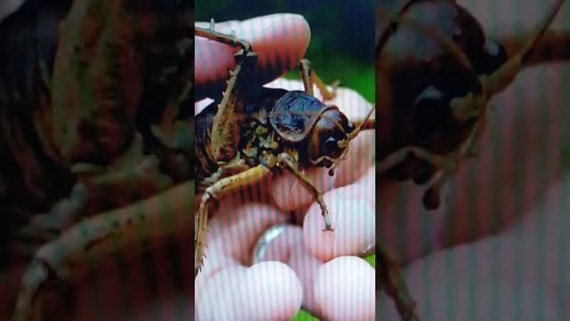 Прямокрылые 2. Уэта смотреть онлайн