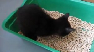 Котёнок ходит в лоток