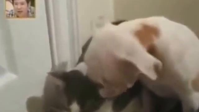 Кошки против собак!!! кто каво????? смотреть онлайн