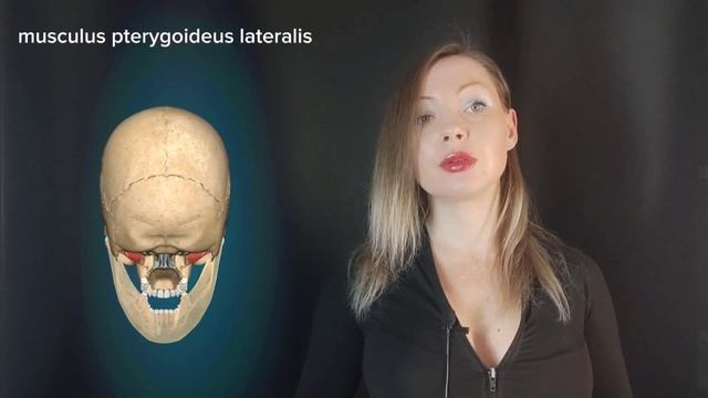 Анатомия мышц лица и шеи. Иннервация и кровообращение.3D смотреть онлайн