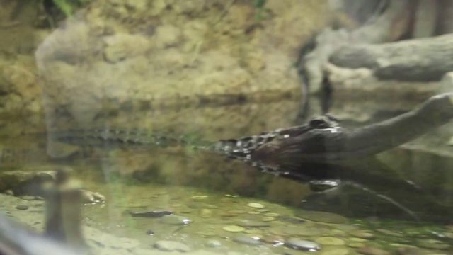 Крокодил. смотреть онлайн