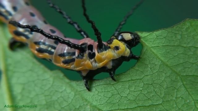 Full cycle of Brahmaea tancrei moth смотреть онлайн