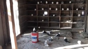 Киевские светлые голуби Василь Кулеба смт Велика Димерка