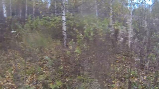 чёрный дрозд смотреть онлайн