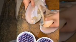 Amazing pearl mining / Удивительная добыча жемчуга.