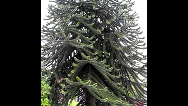 КОМЕДИЯ РОК Верю!)) смотреть онлайн