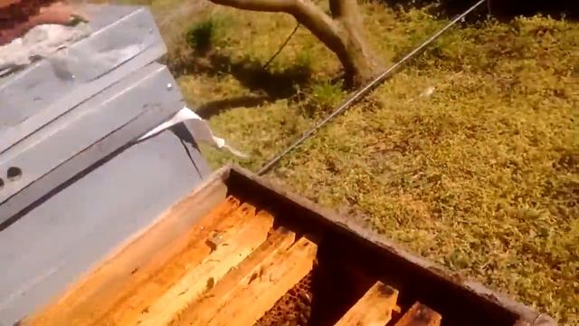 Пасека Лукиных. 07.04.20. улей 41. смотреть онлайн