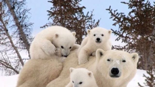 снег. Мишки. Лошадки смотреть онлайн