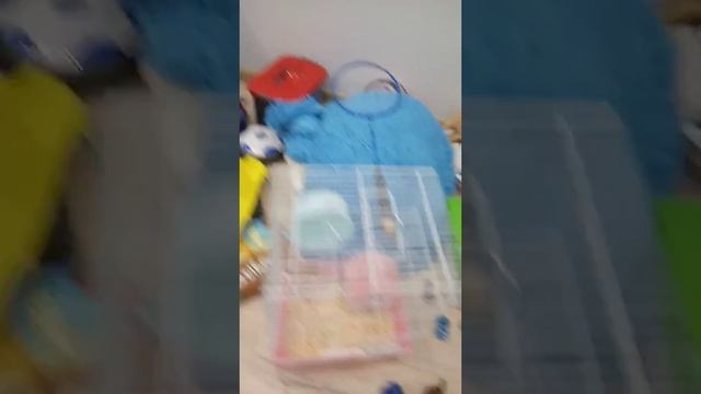 Хомячок клетка и что нужно для хомяка смотреть онлайн