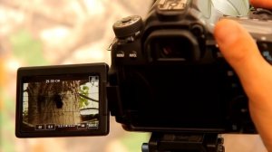 фотограф в дебрях / съёмка дикой природы )