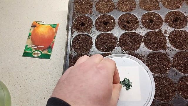 Посадка семян лука эксибишн.