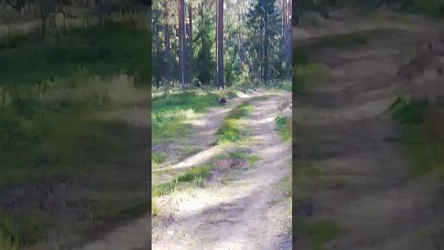 Что за зверь в белорусском лесу?... смотреть онлайн