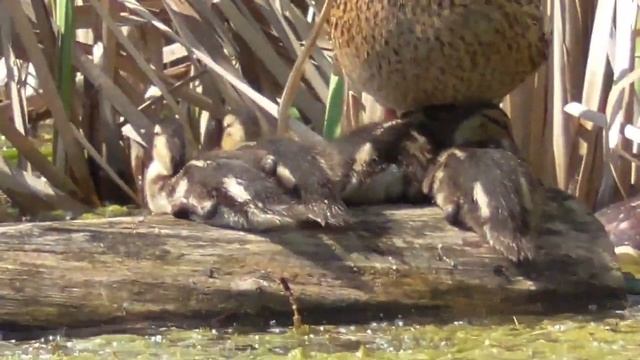 Утята 2019. Уже подросли. Ducklings смотреть онлайн