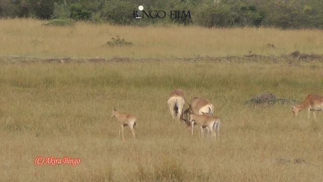 コンゴニ（ハーテビースト）　Coke's Hartebeest 　Africa Kenya Safari смотреть онлайн