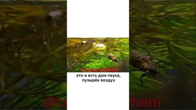 ПРИМЕР ПАУКА, КОТОРЫЙ ПРИВЁЛ АЛЛАХ! смотреть онлайн