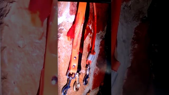 Реддинга сайт с снаряжениями для кошек и собак