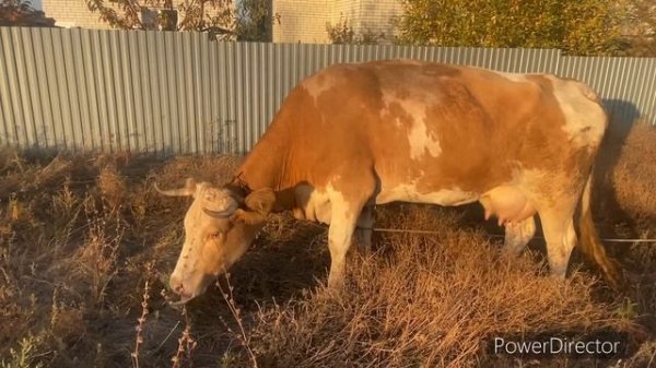 КУПИЛ КОРОВУ за 79.000₽ и 5.000₽ доставка