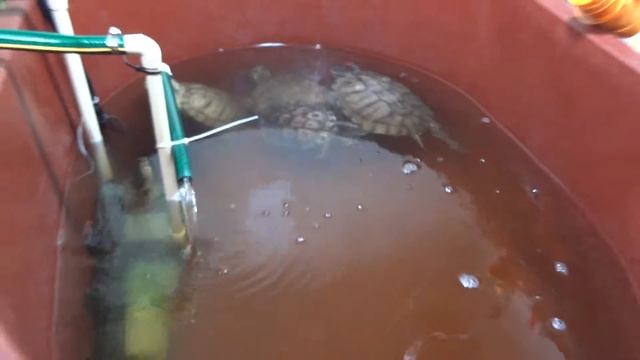 Trachemys scripta elegans смотреть онлайн