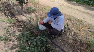 сорт сливы Гросса на 11 августа