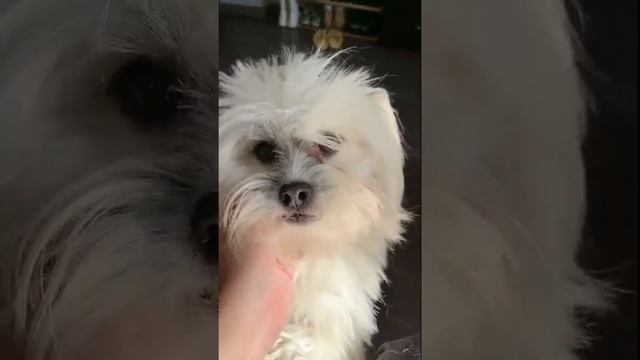 #Short #Dog #Best Dog's Life | Удивительная собака 2021 | Готовка собак 2021 | Умная собака 2021 смотреть онлайн