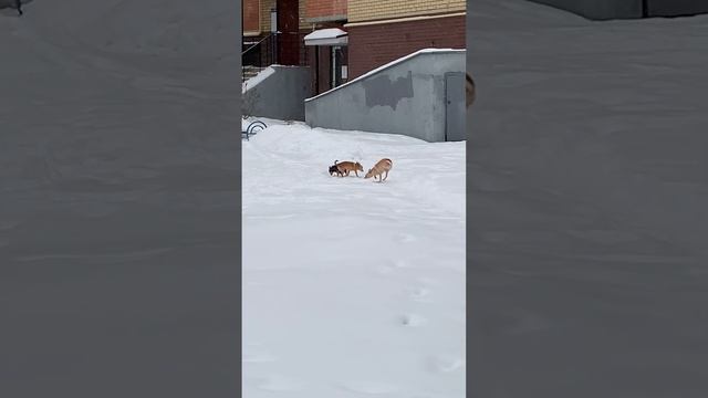 Тверь. Прогулка с собами) смотреть онлайн
