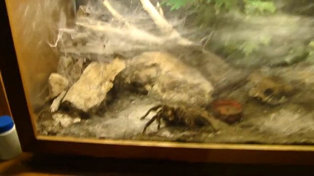 LASIODORA PARAHYBANA vs. quick czech mouse [part 1] смотреть онлайн