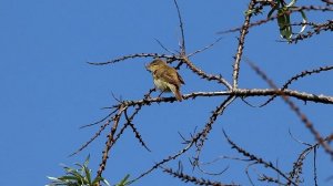 Весенняя песенка пеночки-веснички. Phylloscopos trohilus. Птицы Беларуси.