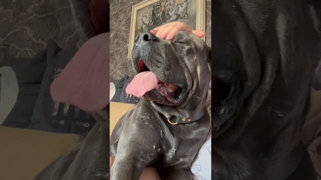 Мама в ауте…. #cane #tttt #canecorso #канекорсо #canecorsoitaliano смотреть онлайн