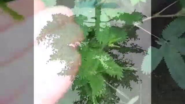 КОМЕДИЯ РОК Верю в Любовь!)) смотреть онлайн