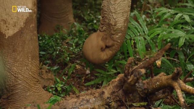 Дикая природа Китая. (Удивительные животные). смотреть онлайн