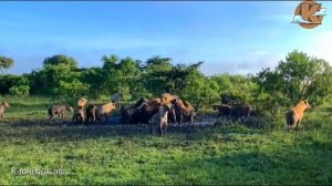 Гиены давят на львов.
