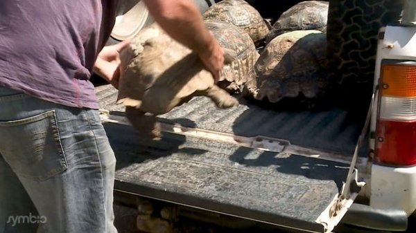 40 Giant Tortoises — Two Rhinos — One Giant Release. (Leopard Tortoise Rescue)