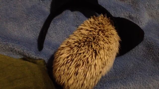 Ёжик набрасывает слюну. Hedgehog