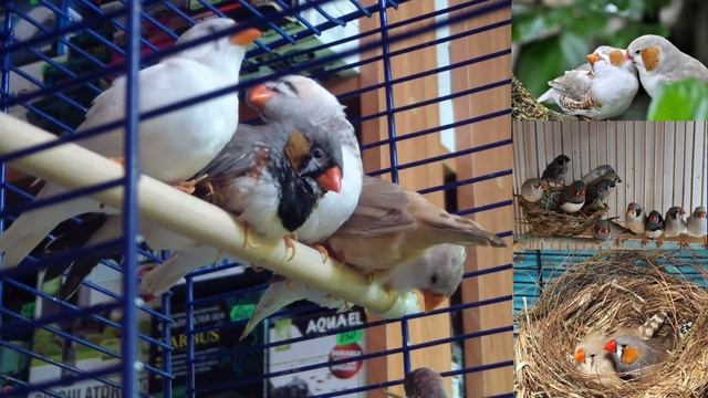 Зебровые амадины. Что за птички. смотреть онлайн