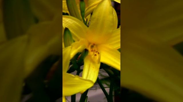 Цветок Радости (Лилейник). Дмитрий Шлапак смотреть онлайн