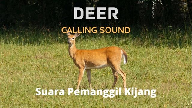 Deer Calling Sound