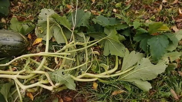 373 какие тыквы буду сажать в следующем году обзор сортов _ Кустовая грибовская и конфетка 2023 год смотреть онлайн