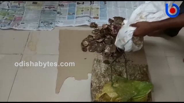 Pangolin Smuggling Racket Busted In Odisha's Khordha; 2 Arrested смотреть онлайн
