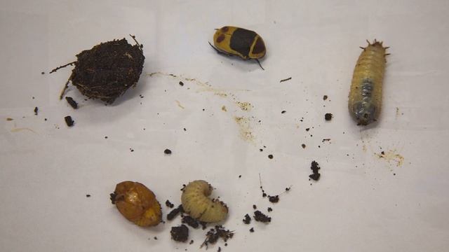 Жуки смотреть онлайн