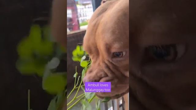 Baning the Vegetarian American Bully смотреть онлайн
