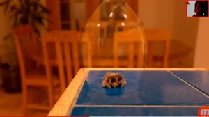 паучок лукас