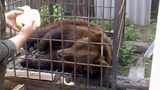 медведь дома смотреть онлайн