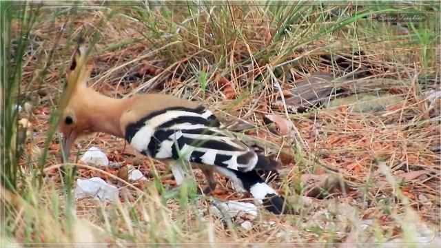 ΤΣΑΛΑΠΕΤΕΙΝΟΣ - Τσαλαπετεινός Φωνή - Upupa epops call смотреть онлайн